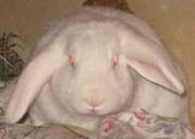 Buster 2