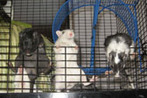 Gerbils 15